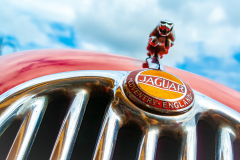 1_Jumping-Jaguar